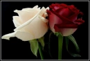Red And White Rose