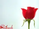 Red Rose