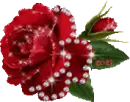 Red Rose