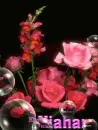 Kiahara-flowers