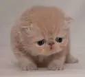 cute kitty