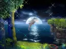 dolphin