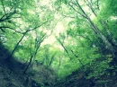 trees