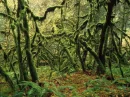 trees