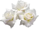 White roses