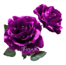 Purple Rose, Fayeth