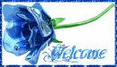 Welcome rose