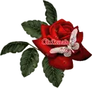 Red Rose