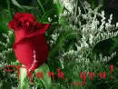 Thank you - red rose heart animation