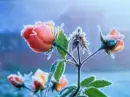 roses