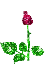 RED ROSE