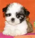 fluff