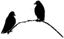 crows