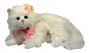 Tiny white kitty