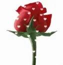 Red Rose
