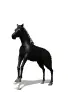 rearing horse