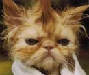 shower cat