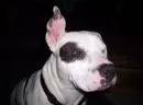 George the pitbull