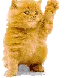 kitty