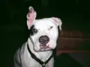George the pitbull