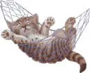 Kitty Chillin