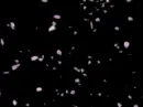 petals..