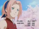 sakura in cherry blossoms