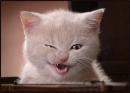 cute cat wink!!!!!