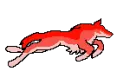 runing rainbow wolf