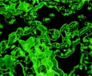 green background