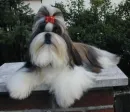 cute shihi tzu dog!!!!