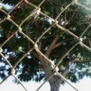 Tree behind chain link fence