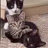 kitttens