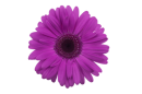Purple Rose