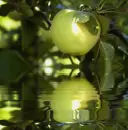 jabÅ‚ko, apple