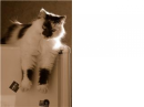 my cat bibi