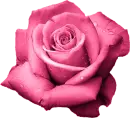 Pink Rose