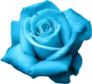 Blue Rose