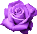 Purple Rose