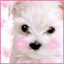 ..kawaii puppy...