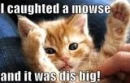 dis big mouse