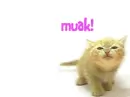 kitty kiss