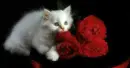 cat on red flowers