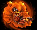 orange butterfly