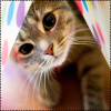 kitty