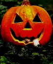 HALLOWEEN KITTEN IN PUMPKIN
