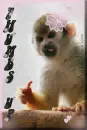 Thumbs Up Cute Monkey