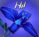 hi blue flower