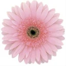 pink gerbera daisy