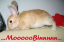 moobin